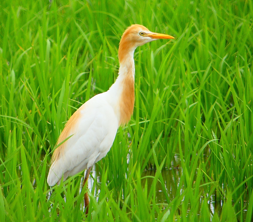 P1060458：アマサギ_R