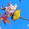 P4530773：メジロ_R