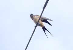 P4140057：コシアカツバメ_R