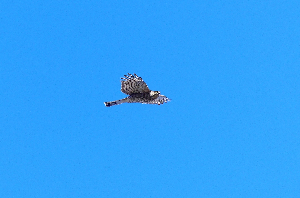 P4730303：ハイタカ_R