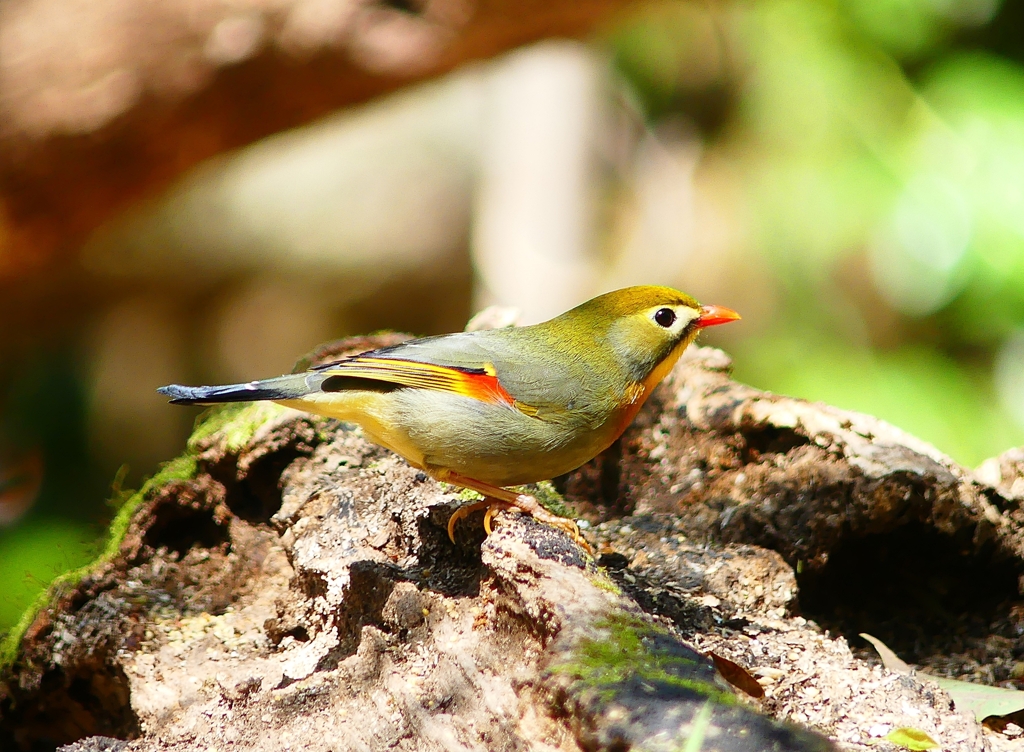 P4010067：ソウシチョウ_R