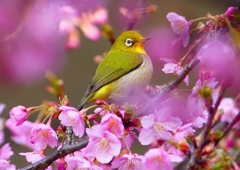 P1870057：河津桜にメジロ_R