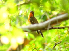 P4440569：ムギマキ（若鳥）_R