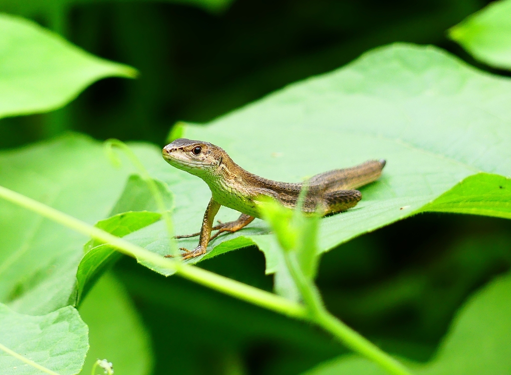P4210580：ニホンカナヘビ_R