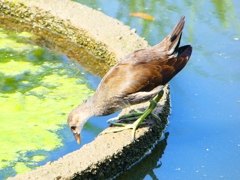P1100260：バン_R