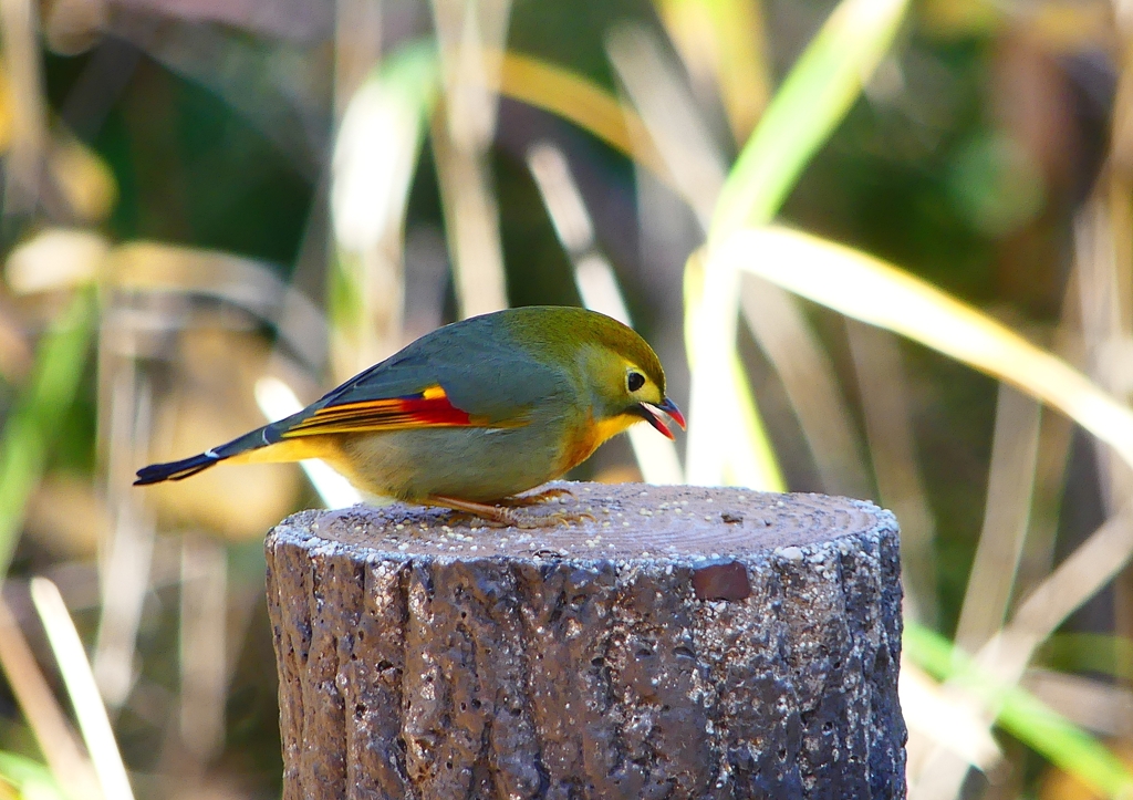 P1620501：ソウシチョウ_R