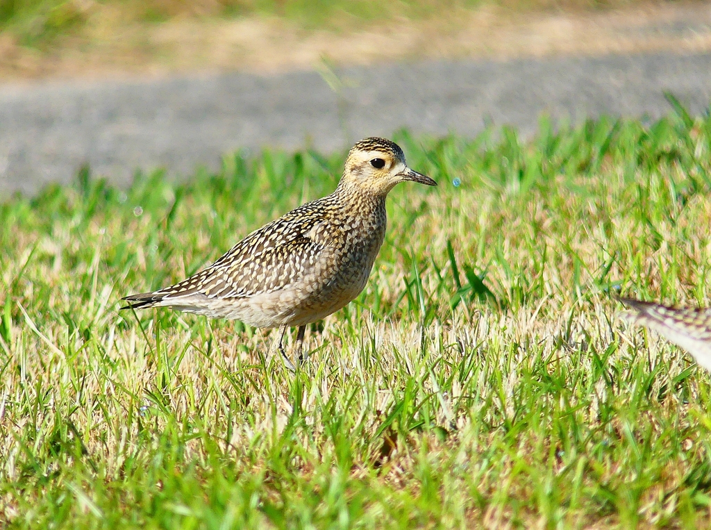 P4410813：ムナグロ_R