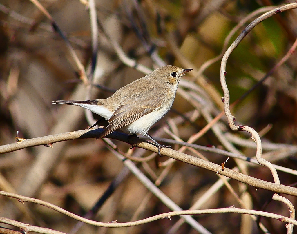 P4620492：ニシオジロビタキ_R