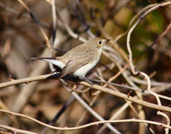 P4620492：ニシオジロビタキ_R