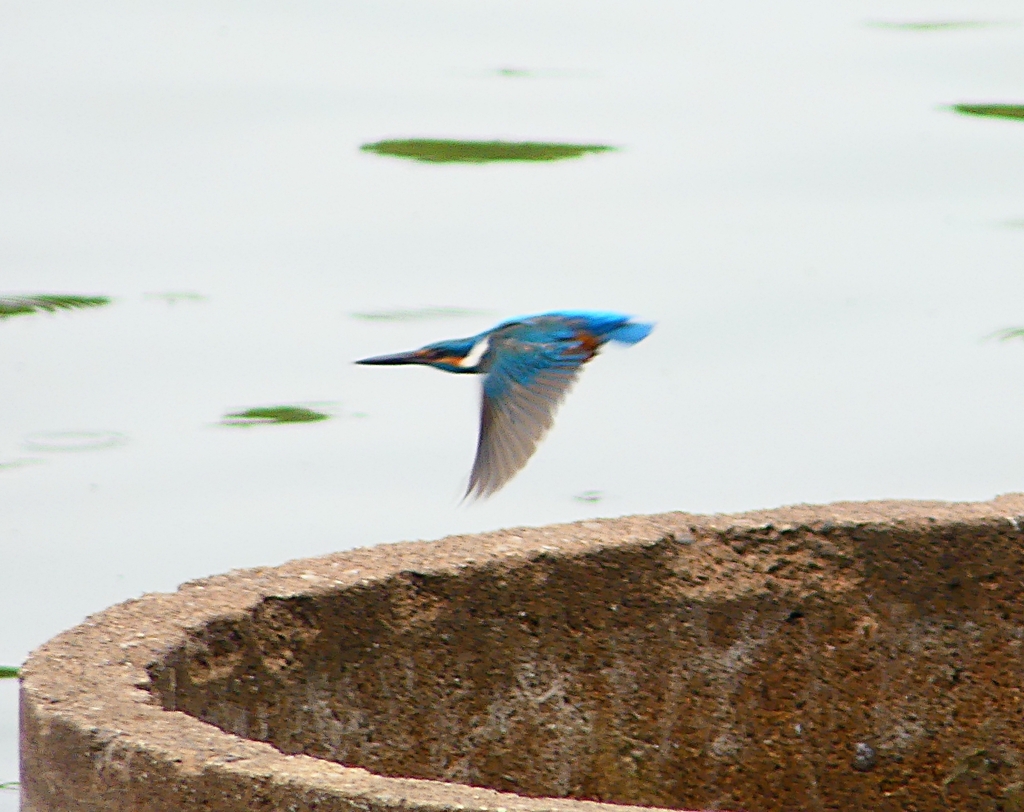 P4230774：飛ぶカワセミ_R