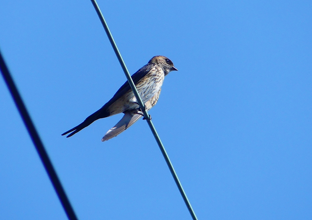 P1180534：コシアカツバメ_R
