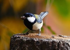 P1550833：シジュウカラ_R