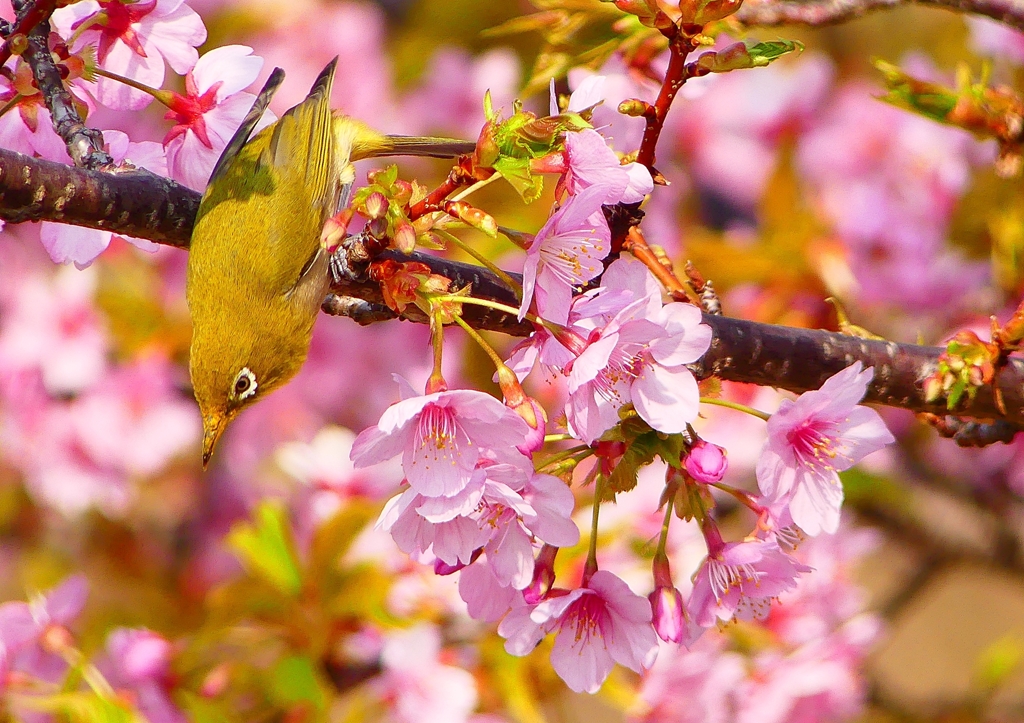 P1890841：河津桜にメジロ_R