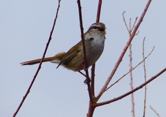 P1850498：ウグイス_R