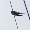 P1230768：コシアカツバメ_R
