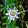 P1010398：トケイソウ_R