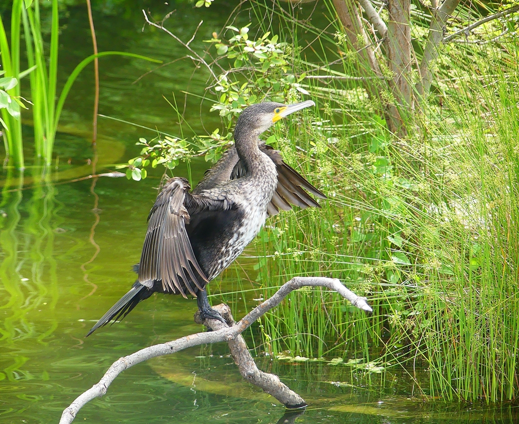 P4080294：カワウ（若鳥）_R