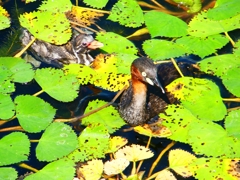 P1130648：カイツブリ_R