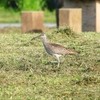 P4110401：チュウシャクシギ_R
