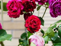 P4120205：バラの花_R
