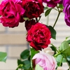 P4120205：バラの花_R