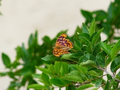 P4350247：コムラサキ_R