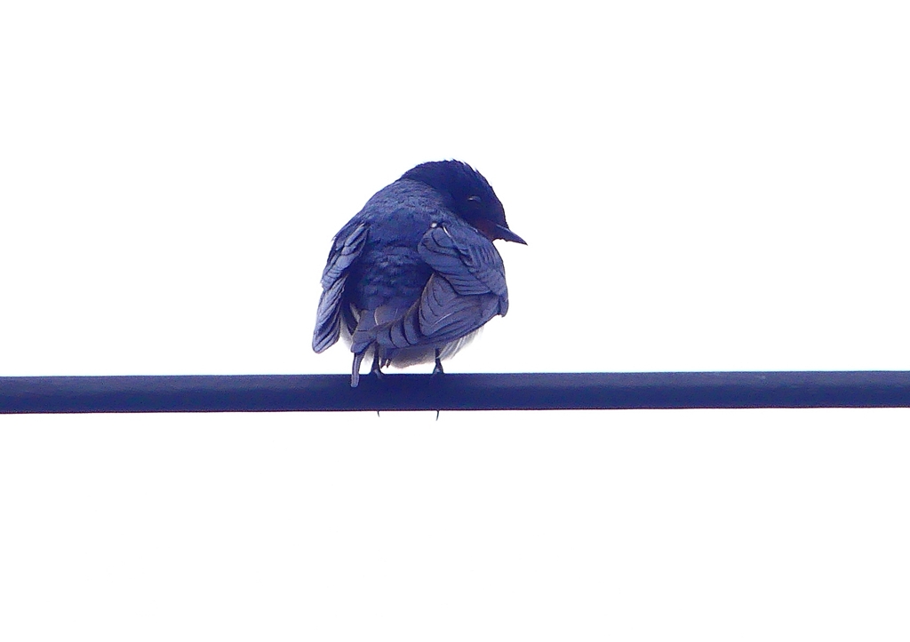 P1900061：ツバメ05_R