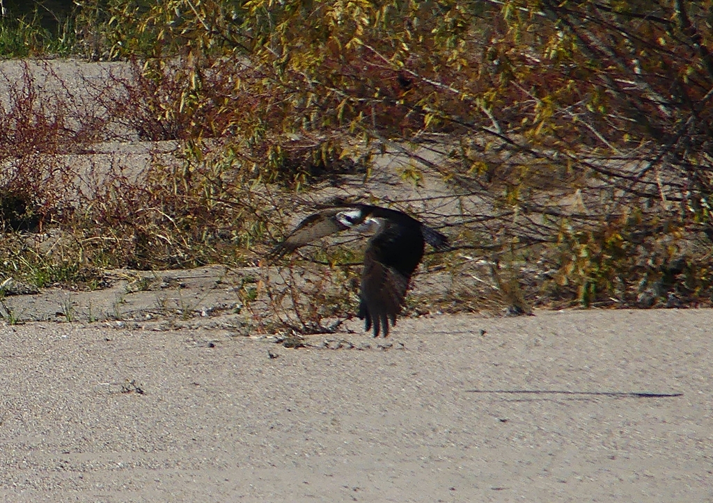 P1530791：飛ぶミサゴ_R