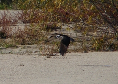 P1530791：飛ぶミサゴ_R