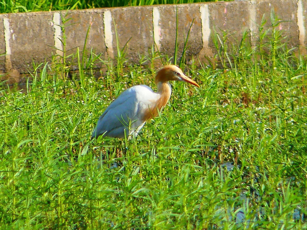 P1130068：アマサギ_R