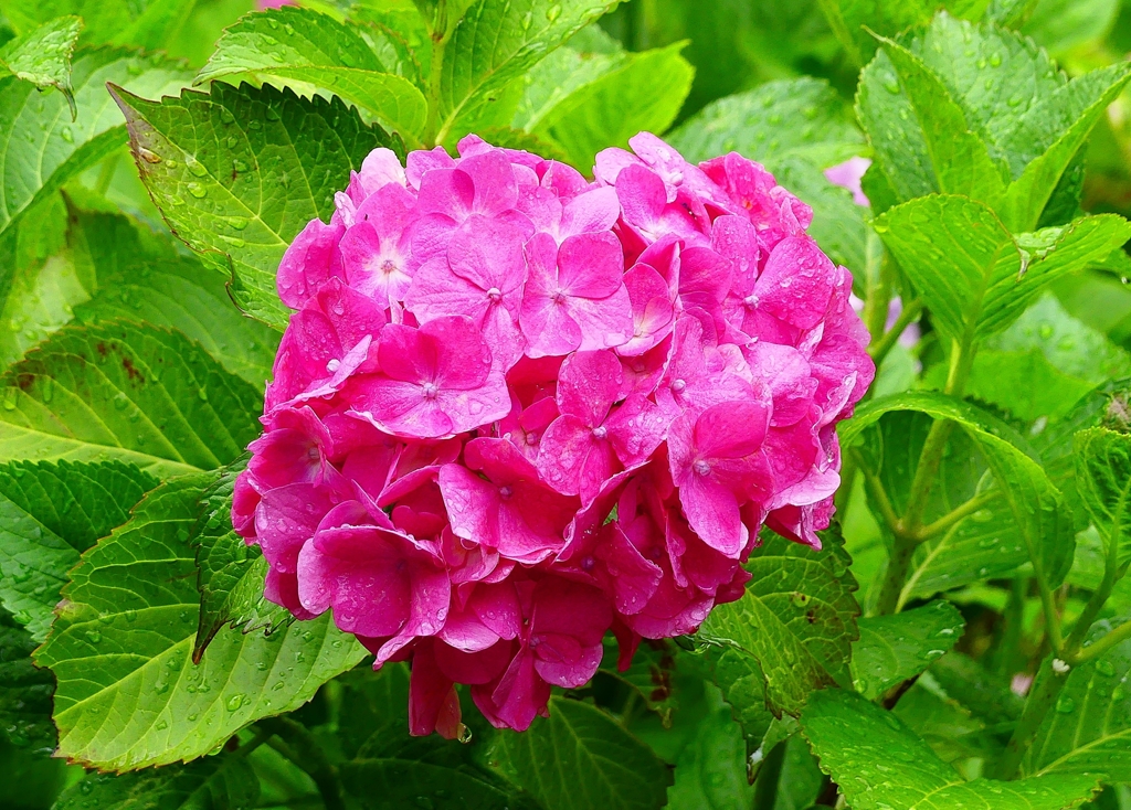 P4170856：紫陽花_R
