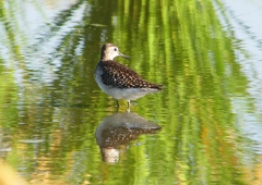 P1250423：タカブシギ_R