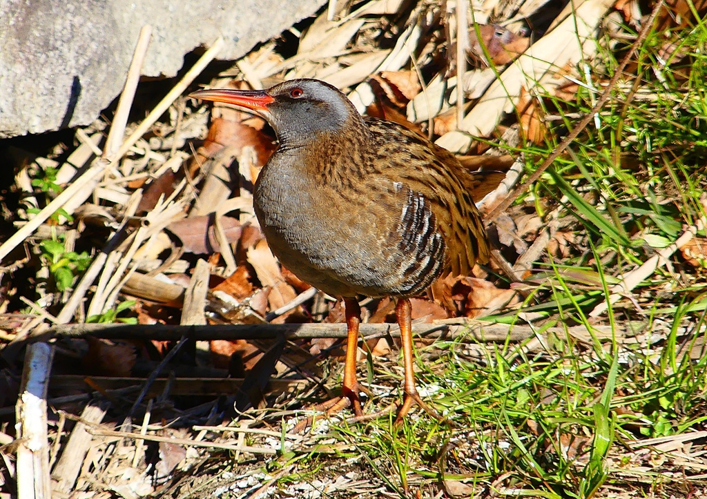 P1730111：クイナ_R