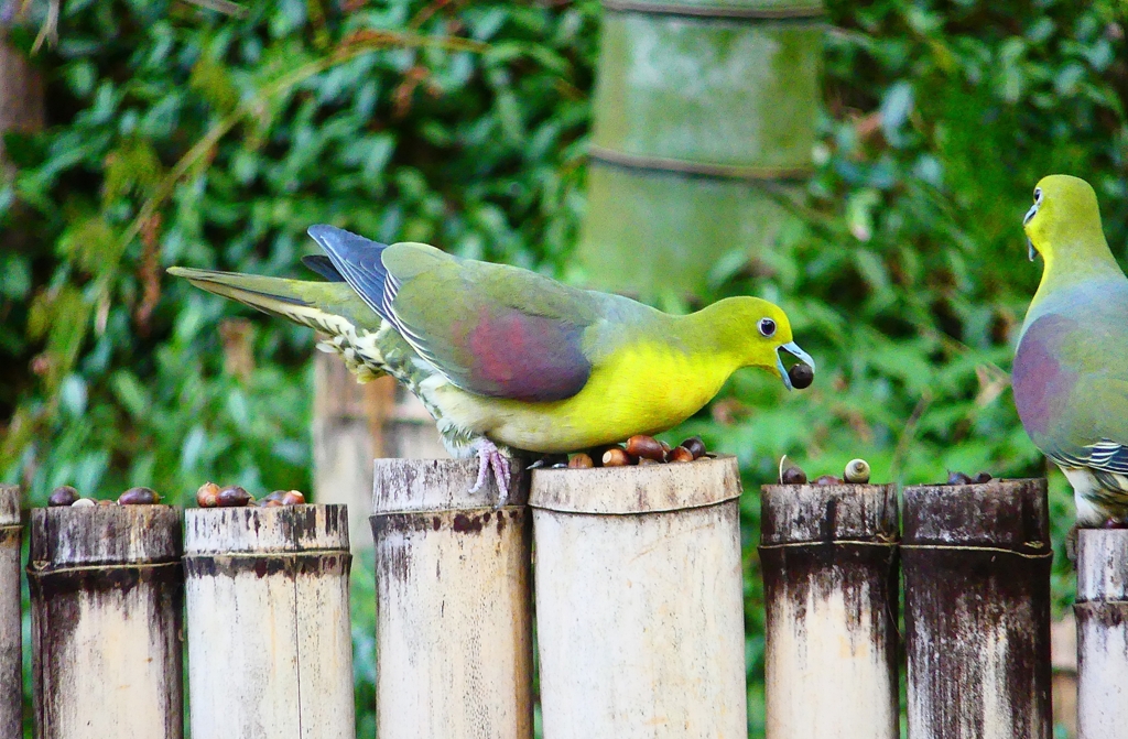 P4760228：アオバト（オス）_R