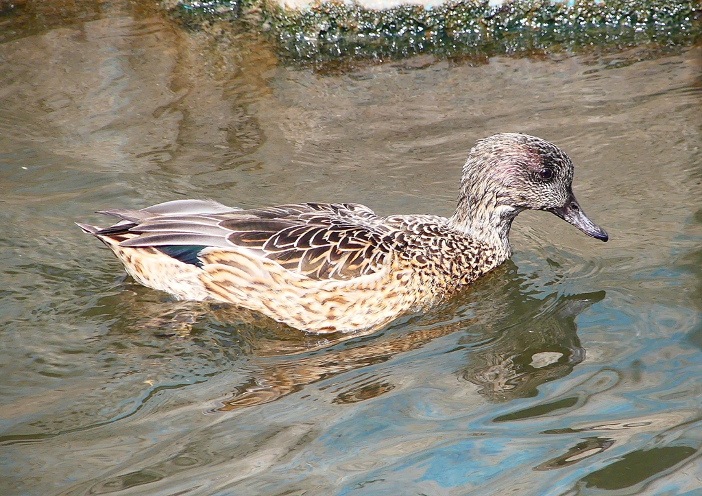 P1820561：ヨシガモ_R