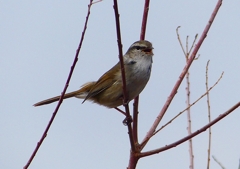 P1850496：ウグイス_R
