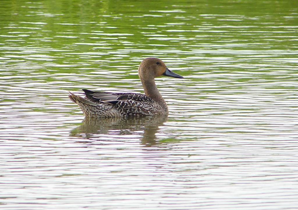 P1230337：オナガガモ_R