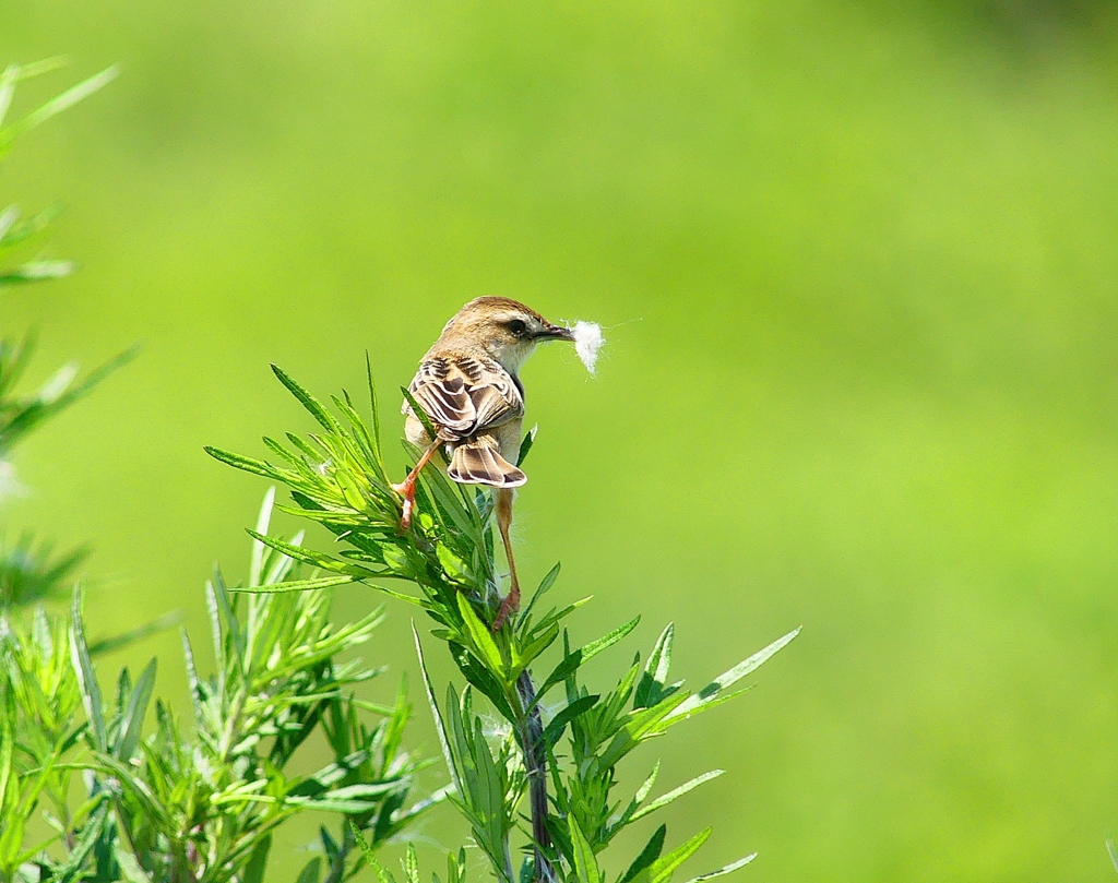 P4160460：セッカ_R