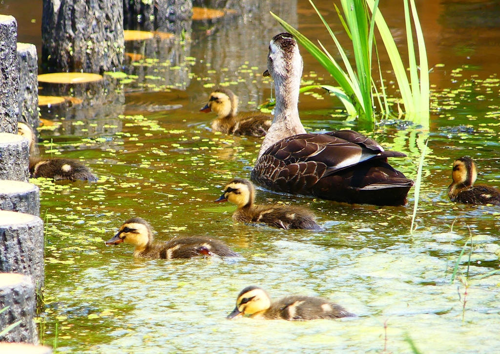 P1000599：カルガモ親子_R