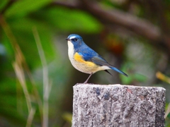 P3710101：ルリビタキ（オス）_R