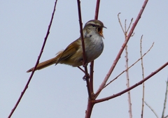 P1850509：ウグイス_R