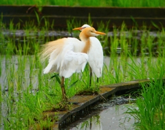 P1030098：アマサギ_R