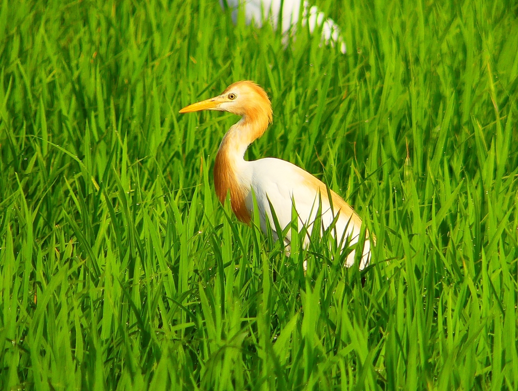 P1050699：アマサギ_R