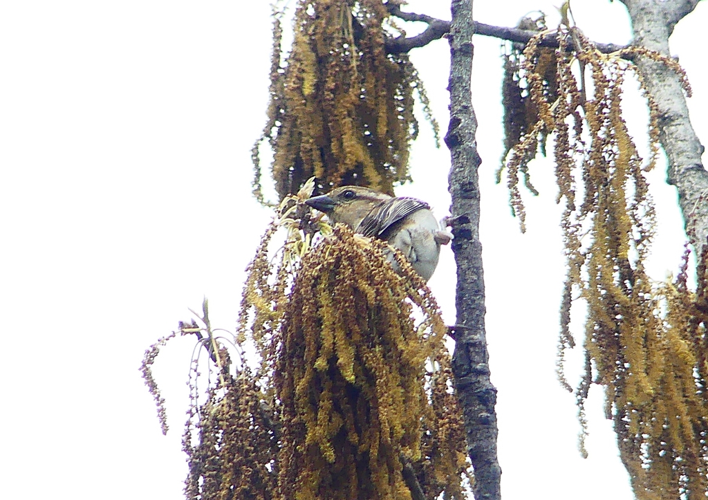 P1930667：ニュウナイスズメ_R