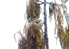 P1930667：ニュウナイスズメ_R