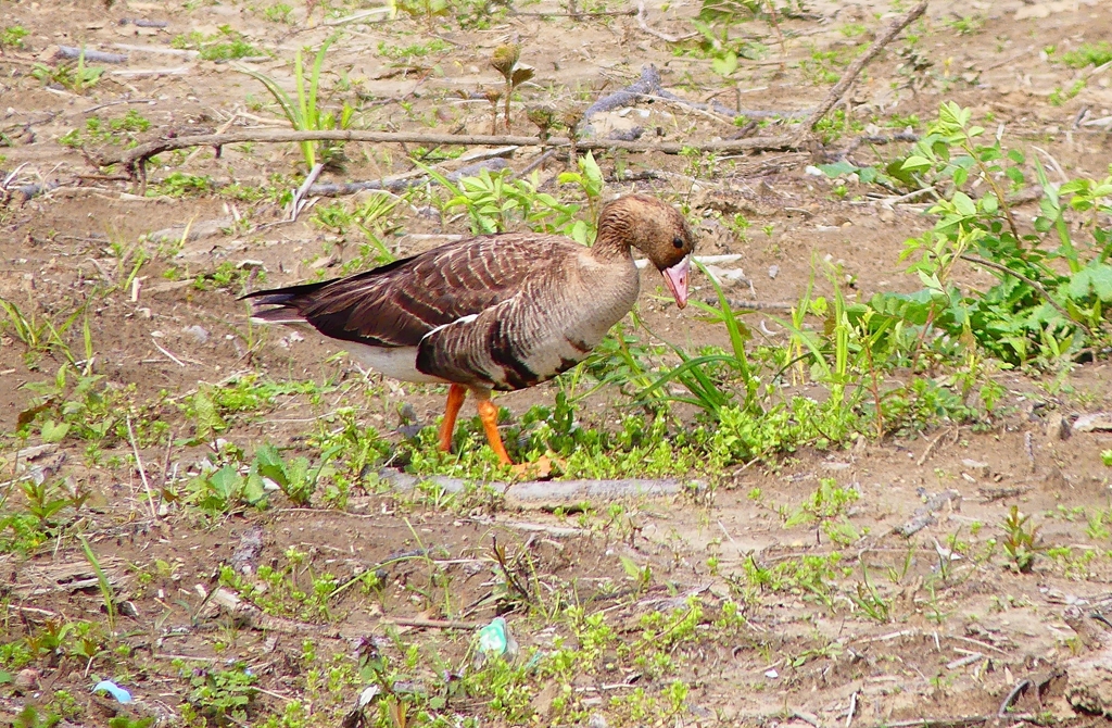 P4890381：マガン_R