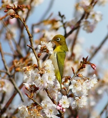 P4840522：桜にメジロ_R