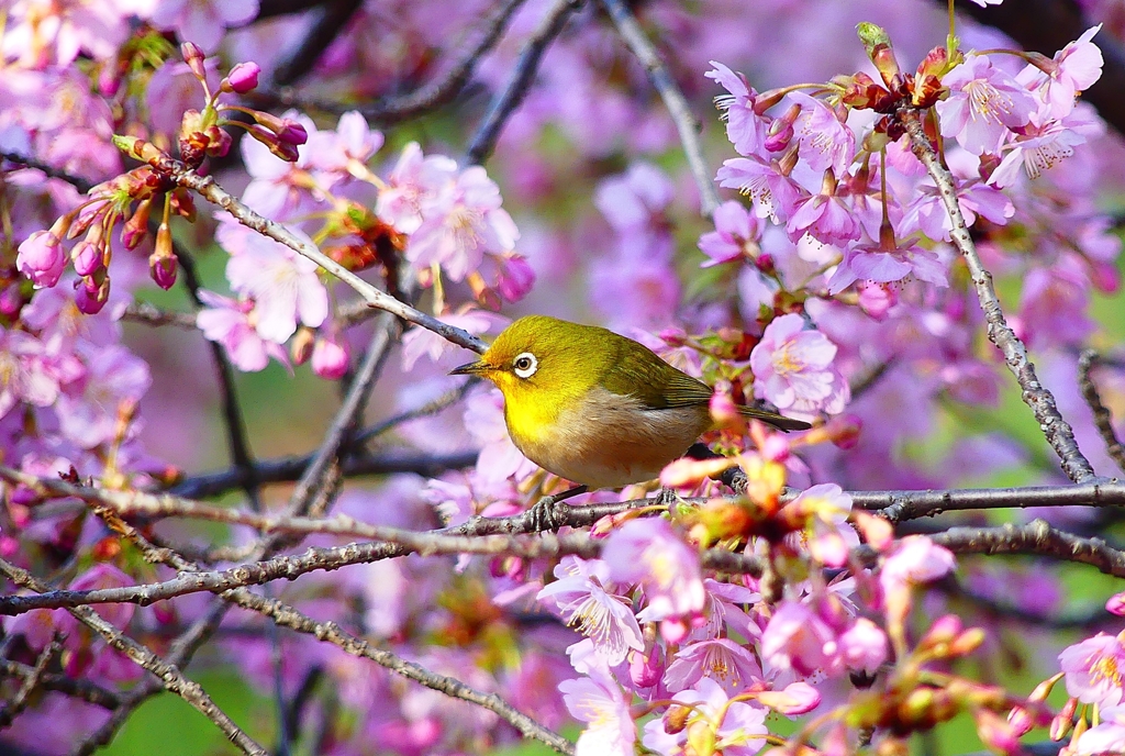 P4780141：メジロ＜河津桜＞_R