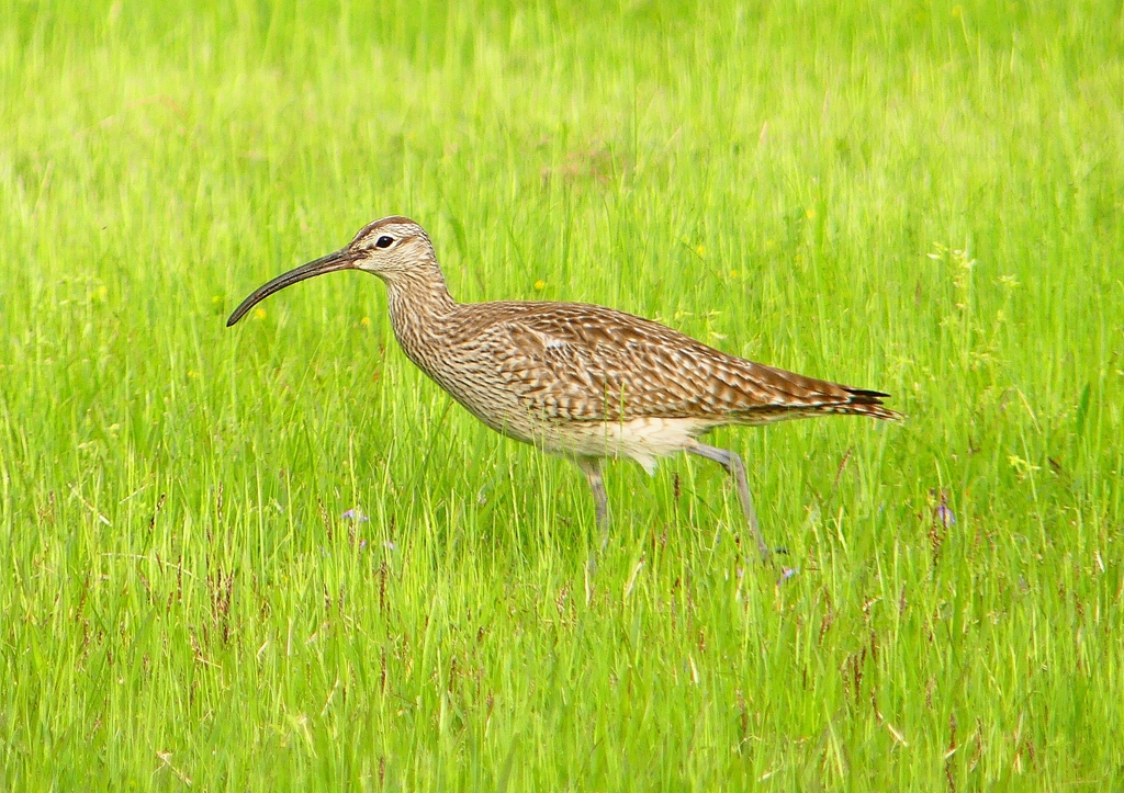 P1990667：チュウシャクシギ_R