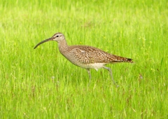 P1990667：チュウシャクシギ_R